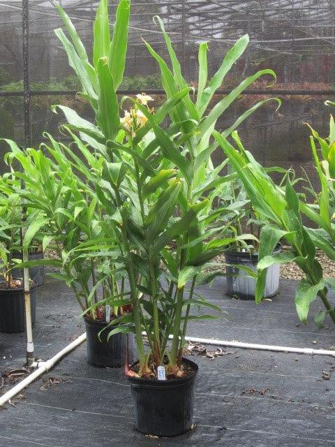hedychium-daniel-weeks-hardy-ginger-lily