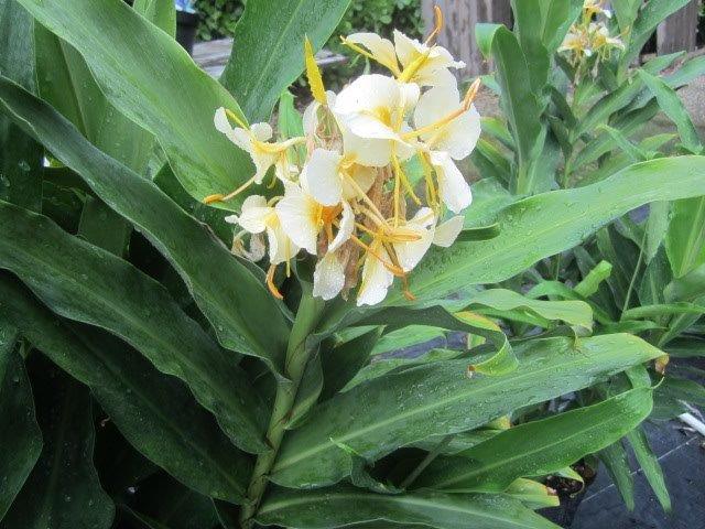 hedychium-daniel-weeks-hardy-ginger-lily