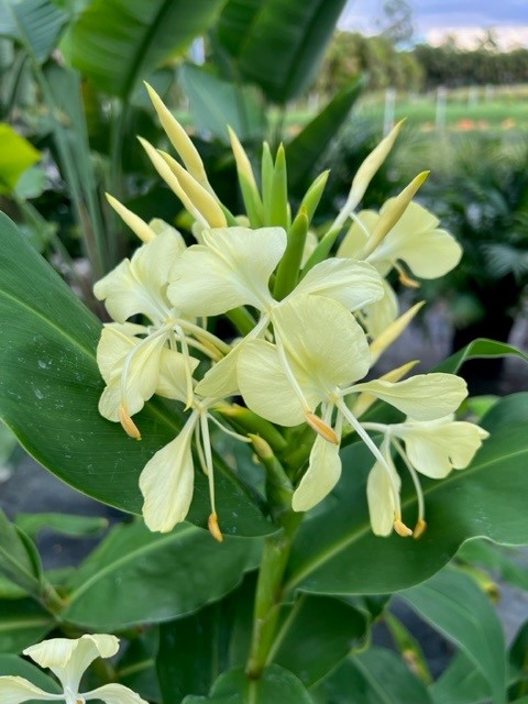 hedychium-flavum-yellow-ginger