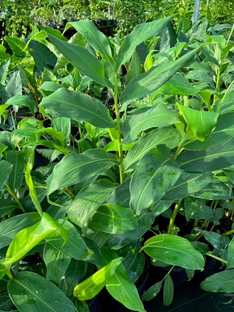 hedychium-flavum-yellow-ginger
