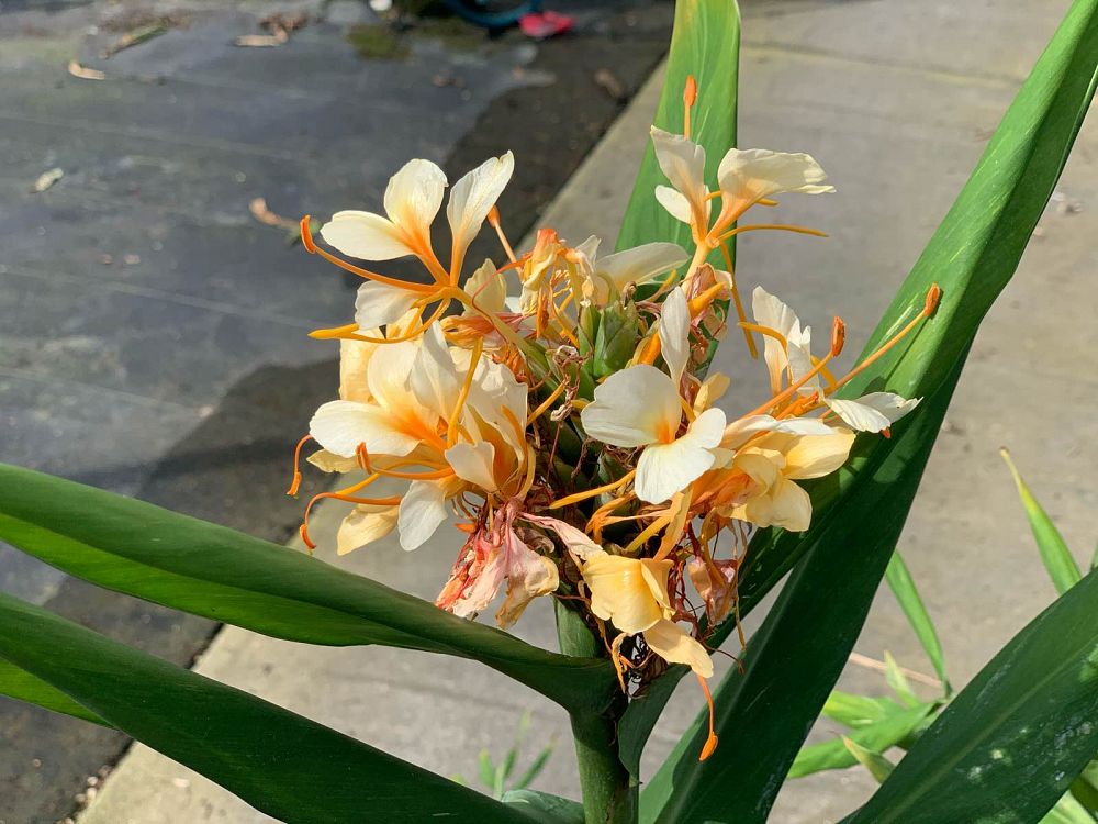 hedychium-tahitian-flame-butterfly-ginger