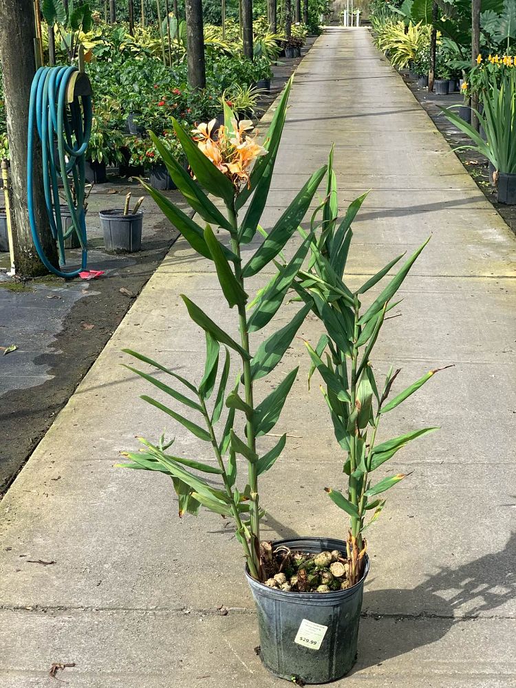 hedychium-tahitian-flame-butterfly-ginger