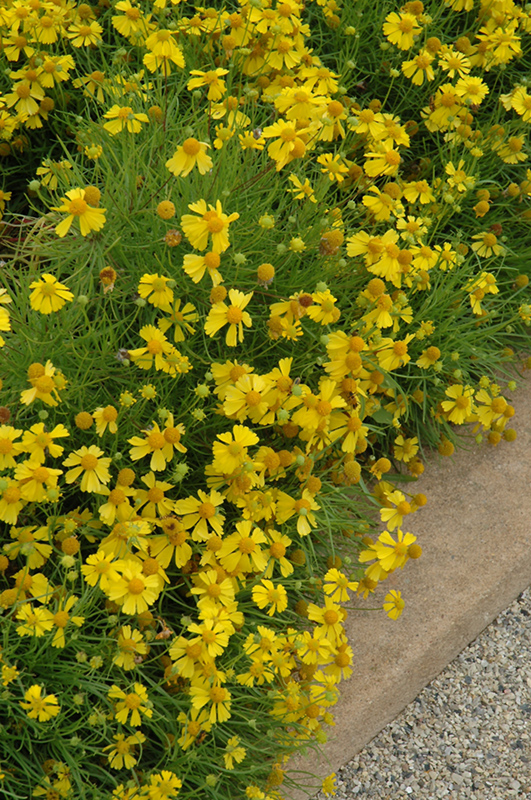 helenium-amarum-dakota-gold-bitterweed-fine-leaved-sneezeweed-spanish-daisy-yellowdicks-bitter-sneezeweed