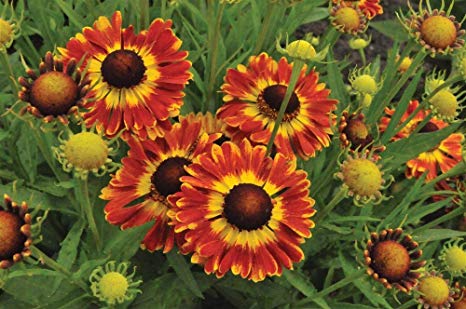 helenium-autumnale-mariachi-fuego-dogtooth-daisy-helen-s-flower-sneezeweed