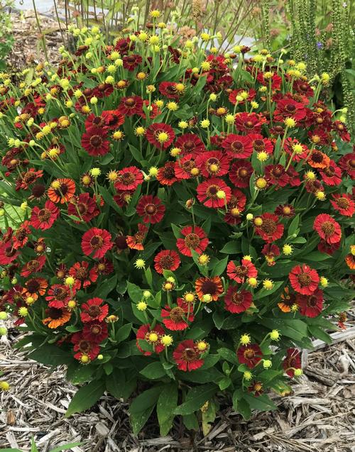 helenium-autumnale-mariachi-salsa-dogtooth-daisy-helen-s-flower-sneezeweed