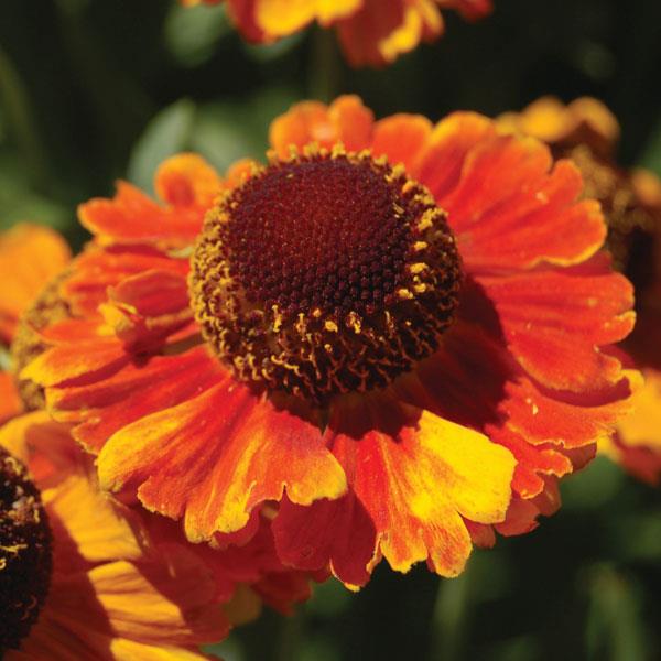 helenium-mardi-gras-dogtooth-daisy-helen-s-flower-sneezeweed