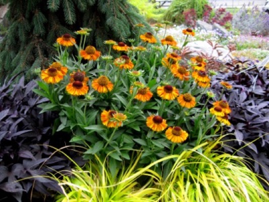 helenium-short-n-sassy-dogtooth-daisy-helen-s-flower-sneezeweed