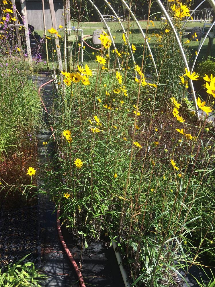 helianthus-angustifolius-narrow-leaf-swamp-sunflower