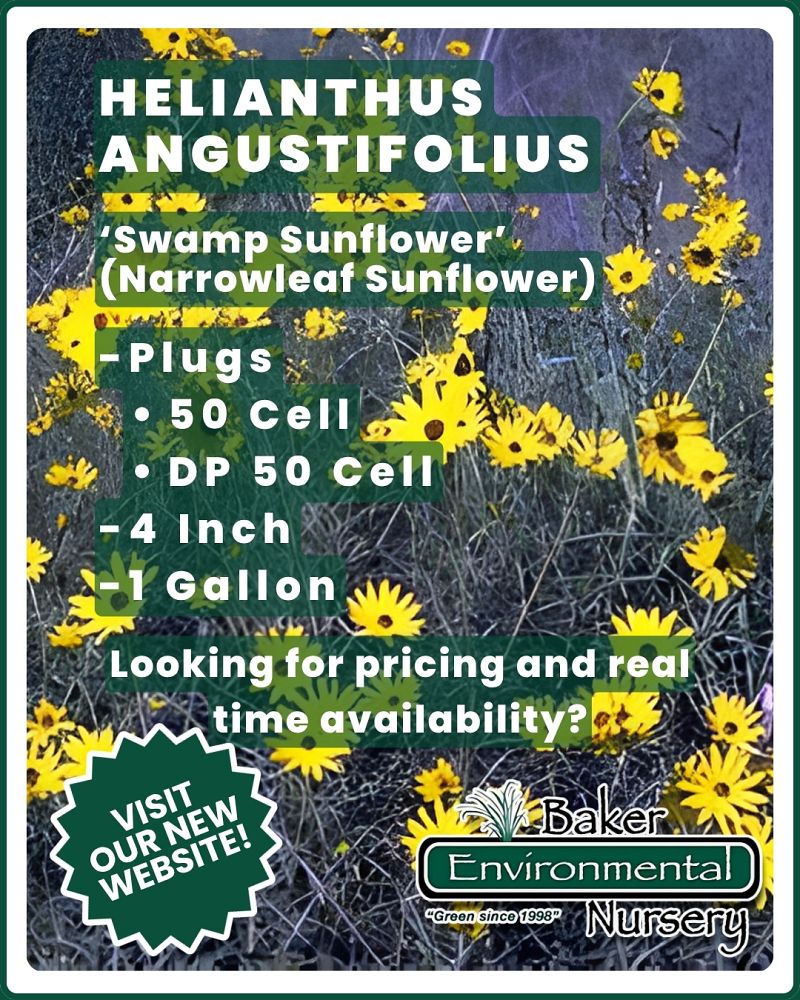 helianthus-angustifolius-narrow-leaf-swamp-sunflower