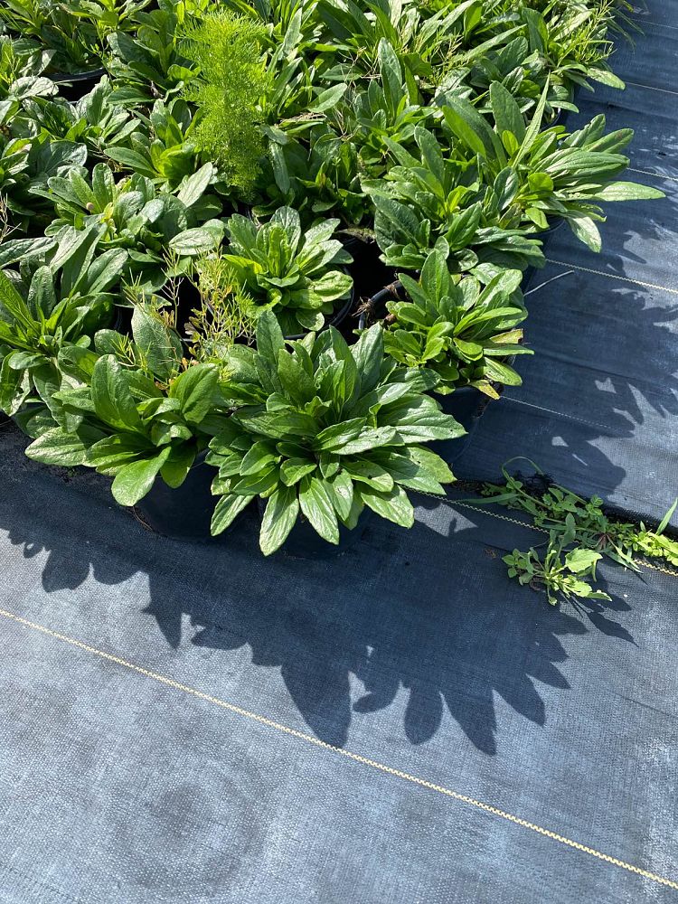 helianthus-angustifolius-narrow-leaf-swamp-sunflower
