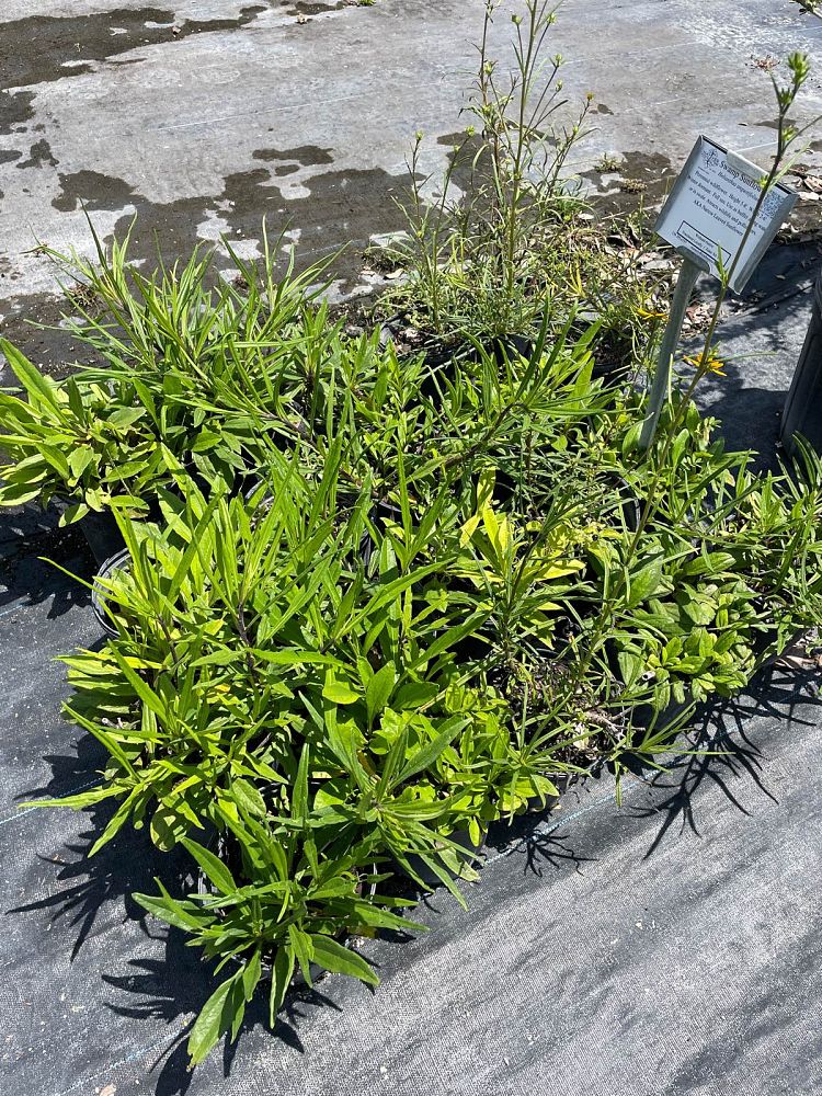 helianthus-angustifolius-narrow-leaf-swamp-sunflower