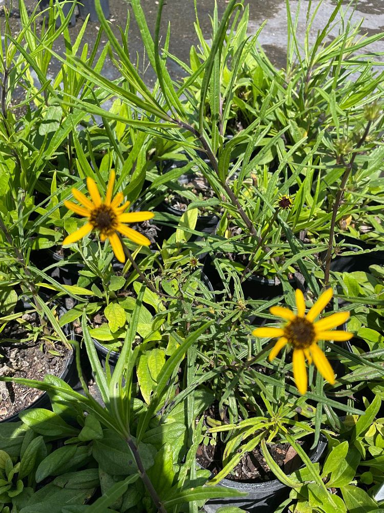 helianthus-angustifolius-narrow-leaf-swamp-sunflower