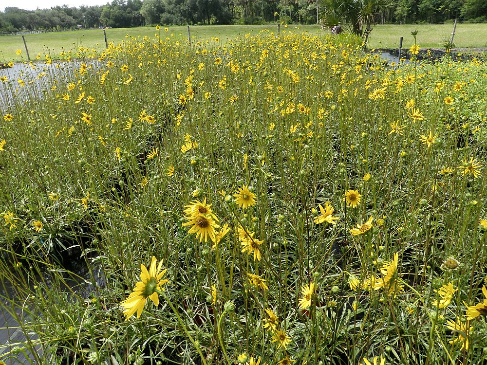 helianthus-carnosus-small-lakeside-or-flatwoods-sunflower