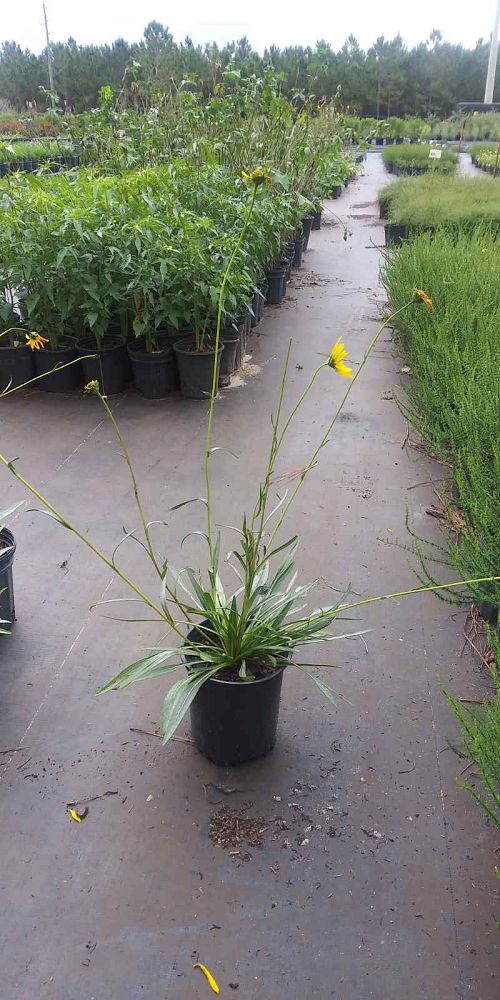 helianthus-carnosus-small-lakeside-or-flatwoods-sunflower