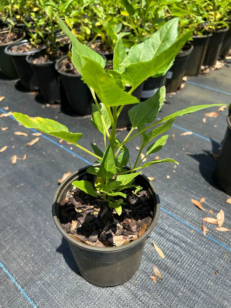 helianthus-debilis-debilis-east-coast-dune-sunflower-beach-sunflower