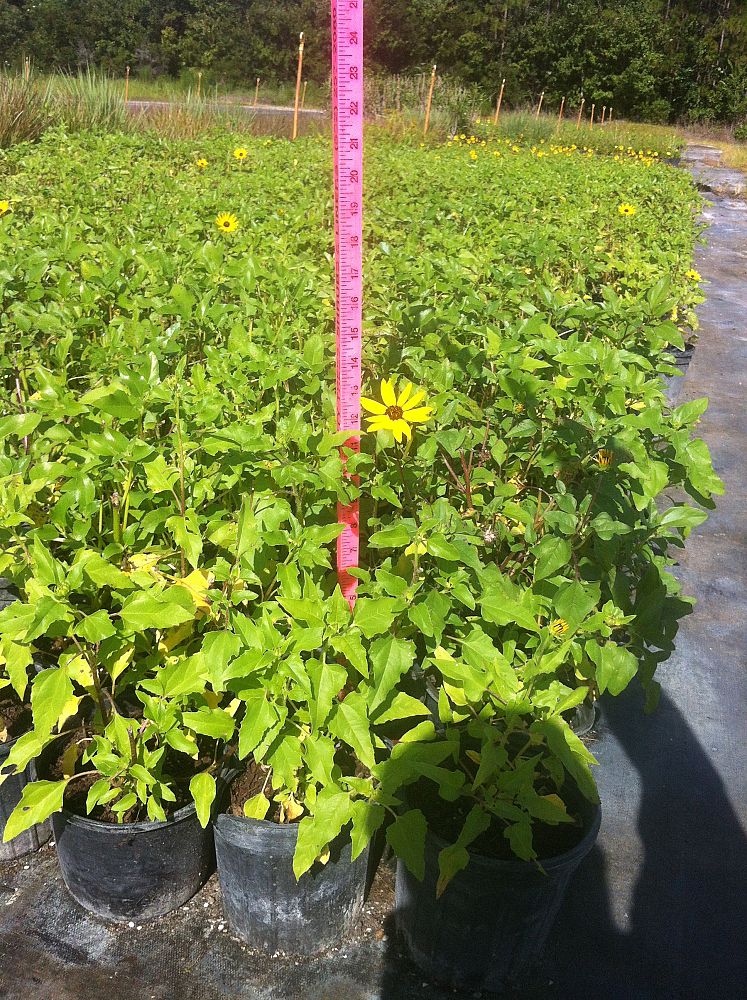 helianthus-debilis-dune-sunflower-beach-sunflower
