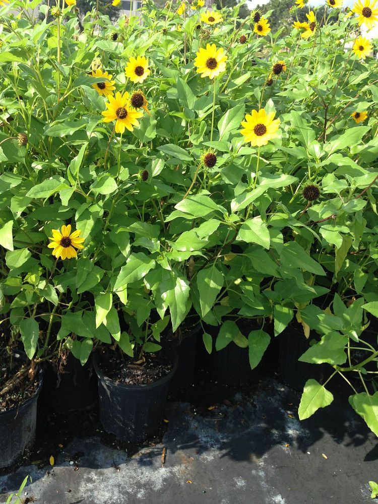 helianthus-debilis-dune-sunflower-beach-sunflower
