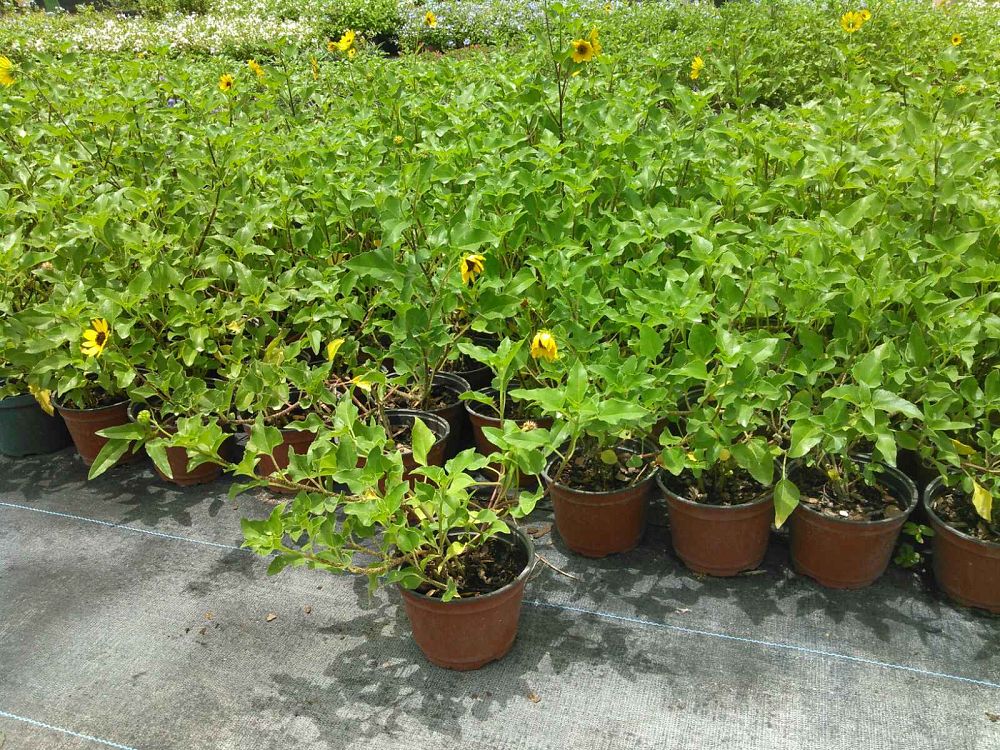 helianthus-debilis-dune-sunflower-beach-sunflower