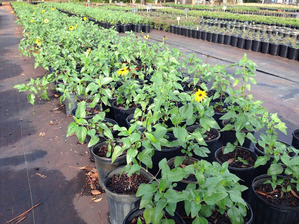 helianthus-debilis-dune-sunflower-beach-sunflower