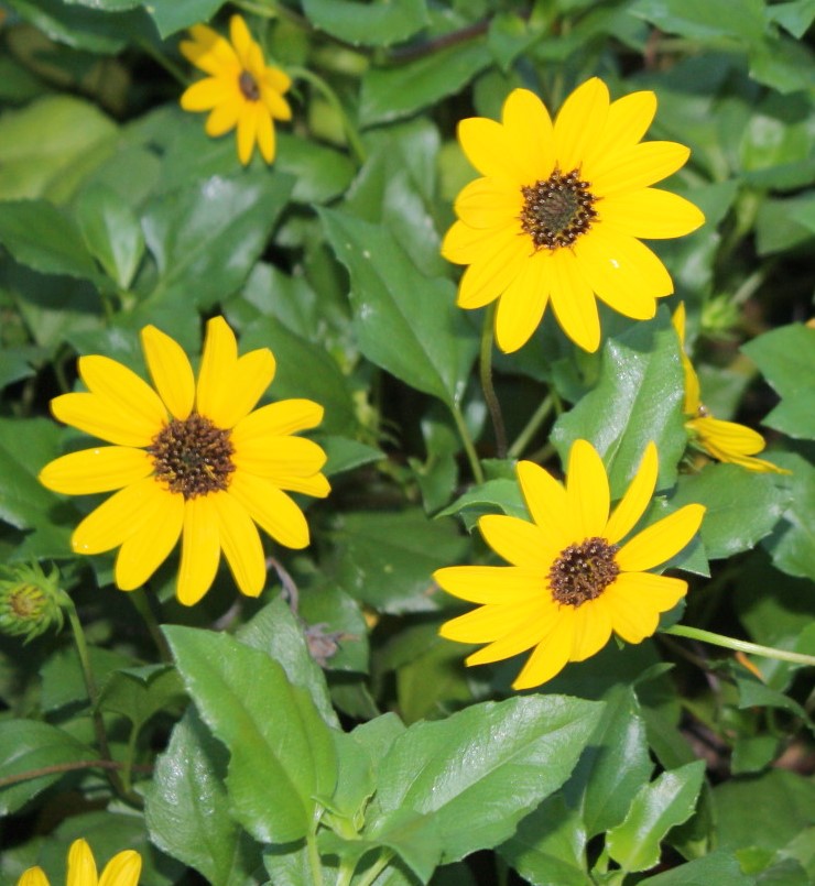 helianthus-debilis-dune-sunflower-beach-sunflower