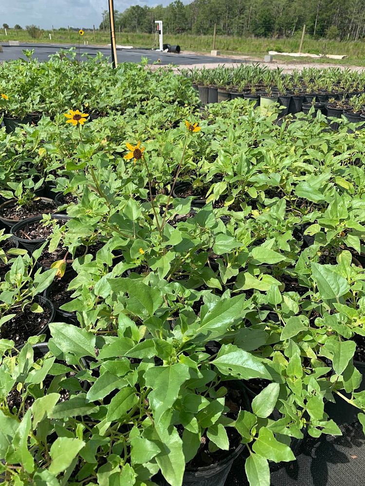helianthus-debilis-dune-sunflower-beach-sunflower