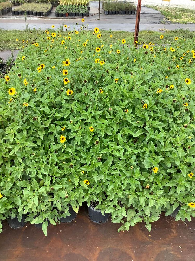 helianthus-debilis-dune-sunflower-beach-sunflower
