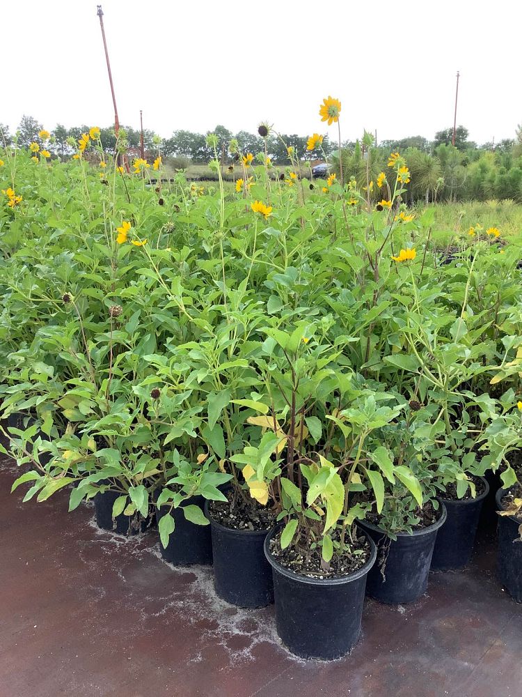 helianthus-debilis-dune-sunflower-beach-sunflower