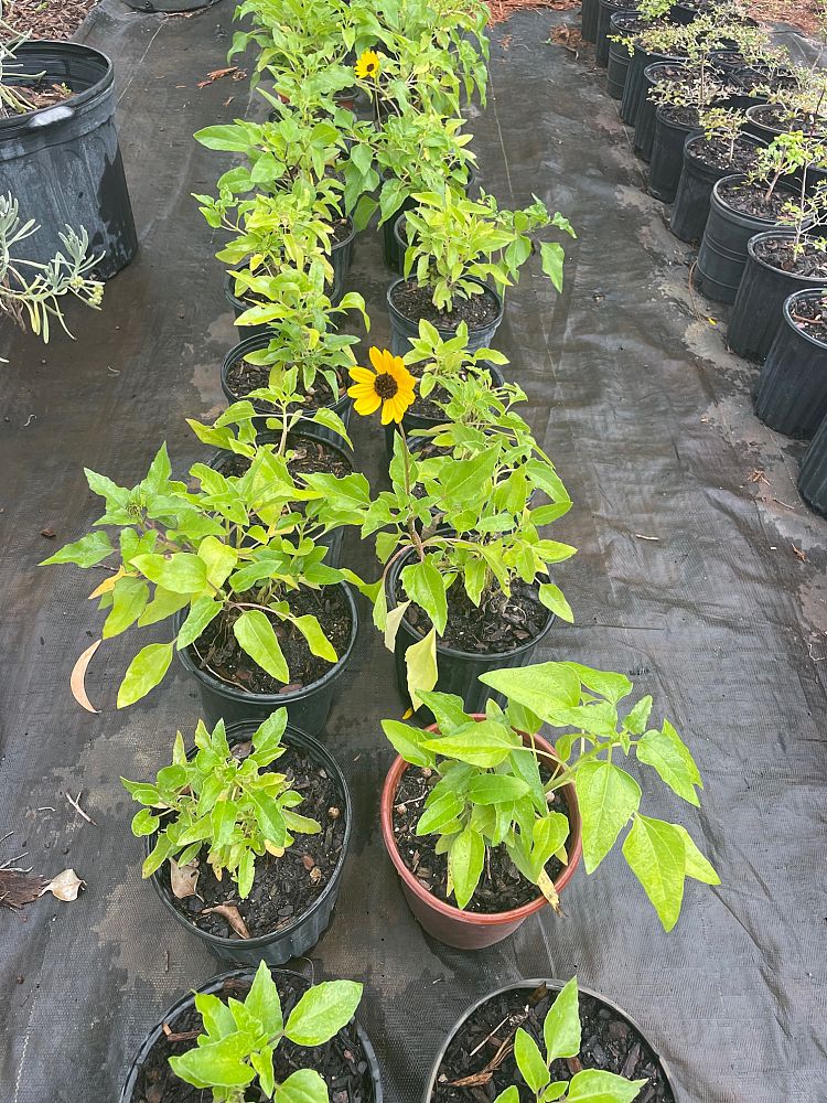 helianthus-debilis-dune-sunflower-beach-sunflower