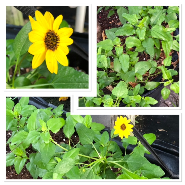 helianthus-debilis-dune-sunflower-beach-sunflower