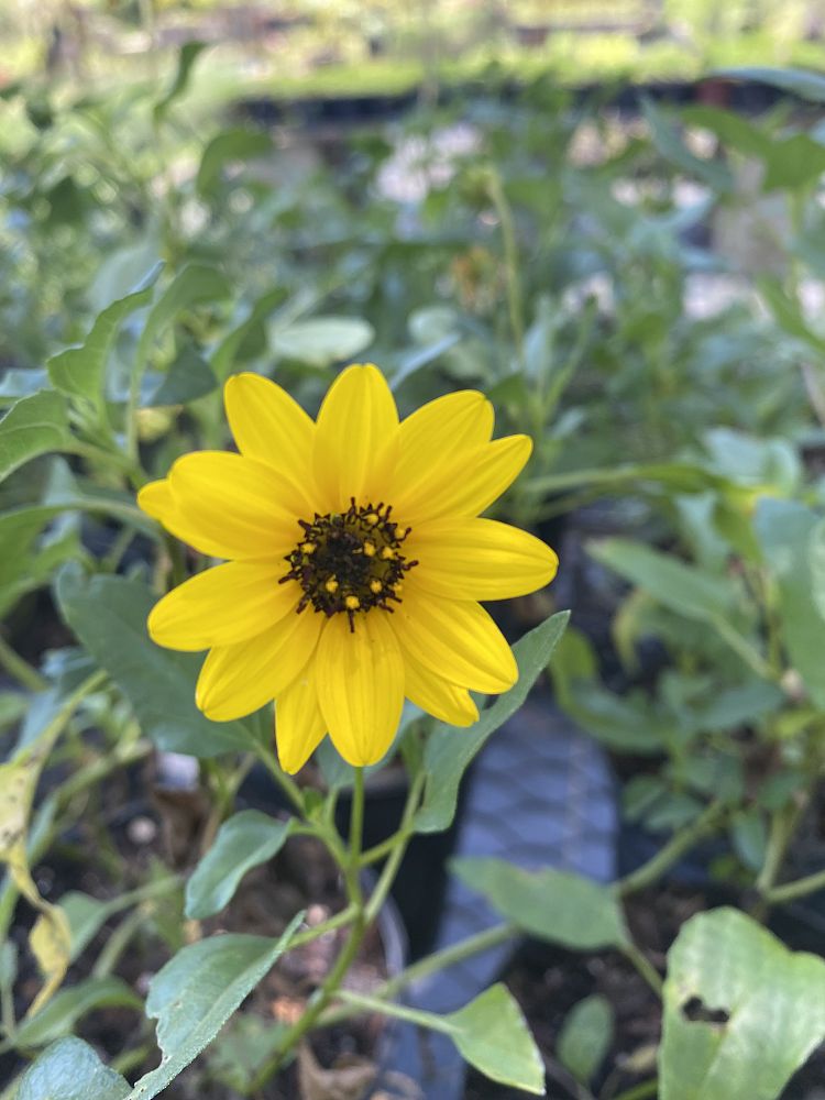 helianthus-debilis-dune-sunflower-beach-sunflower