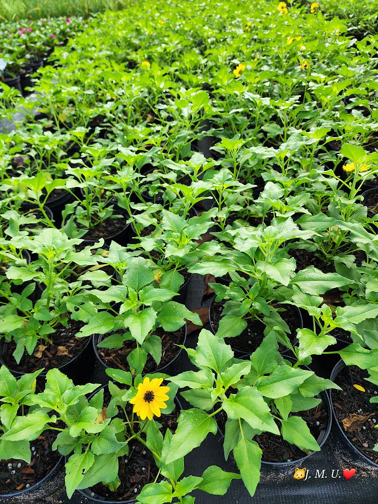 helianthus-debilis-dune-sunflower-beach-sunflower