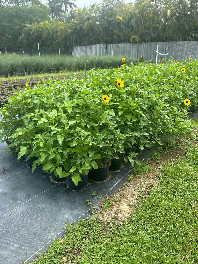 helianthus-debilis-dune-sunflower-beach-sunflower