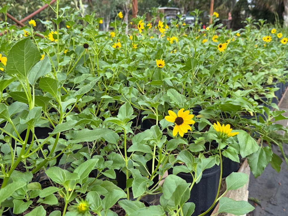 helianthus-debilis-dune-sunflower-beach-sunflower
