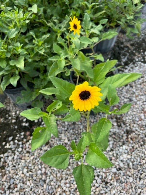 helianthus-debilis-dune-sunflower-beach-sunflower