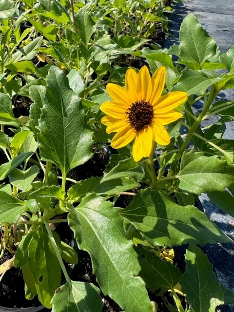 helianthus-debilis-dune-sunflower-beach-sunflower