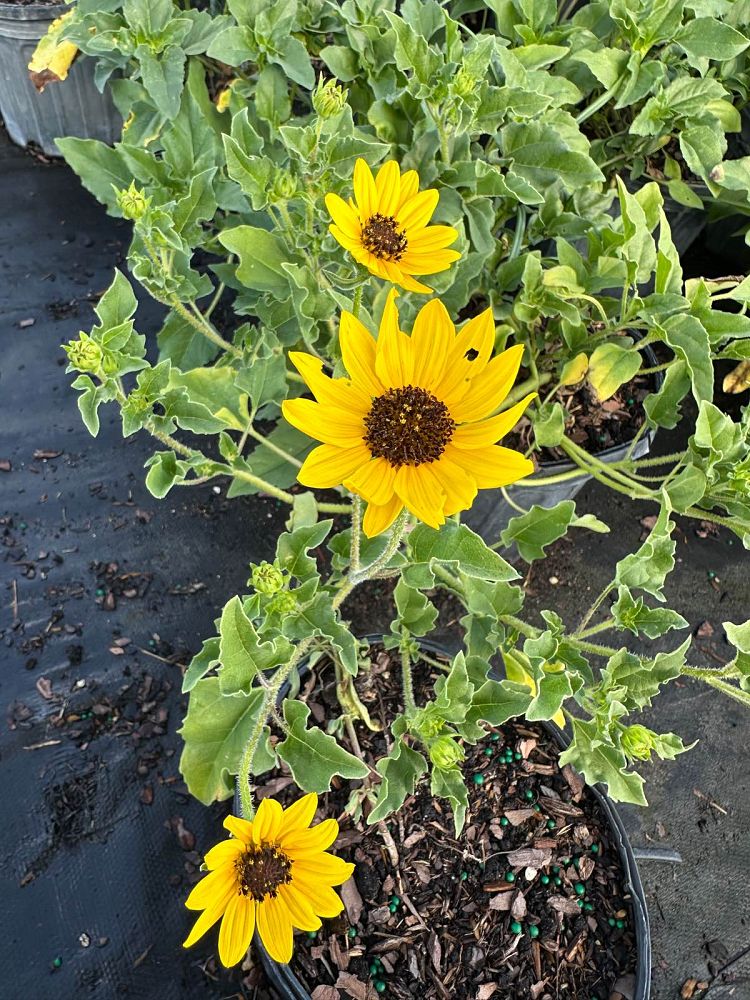 helianthus-debilis-dune-sunflower-beach-sunflower