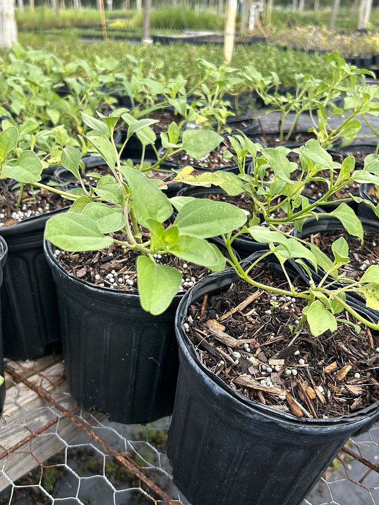 helianthus-debilis-dune-sunflower-beach-sunflower
