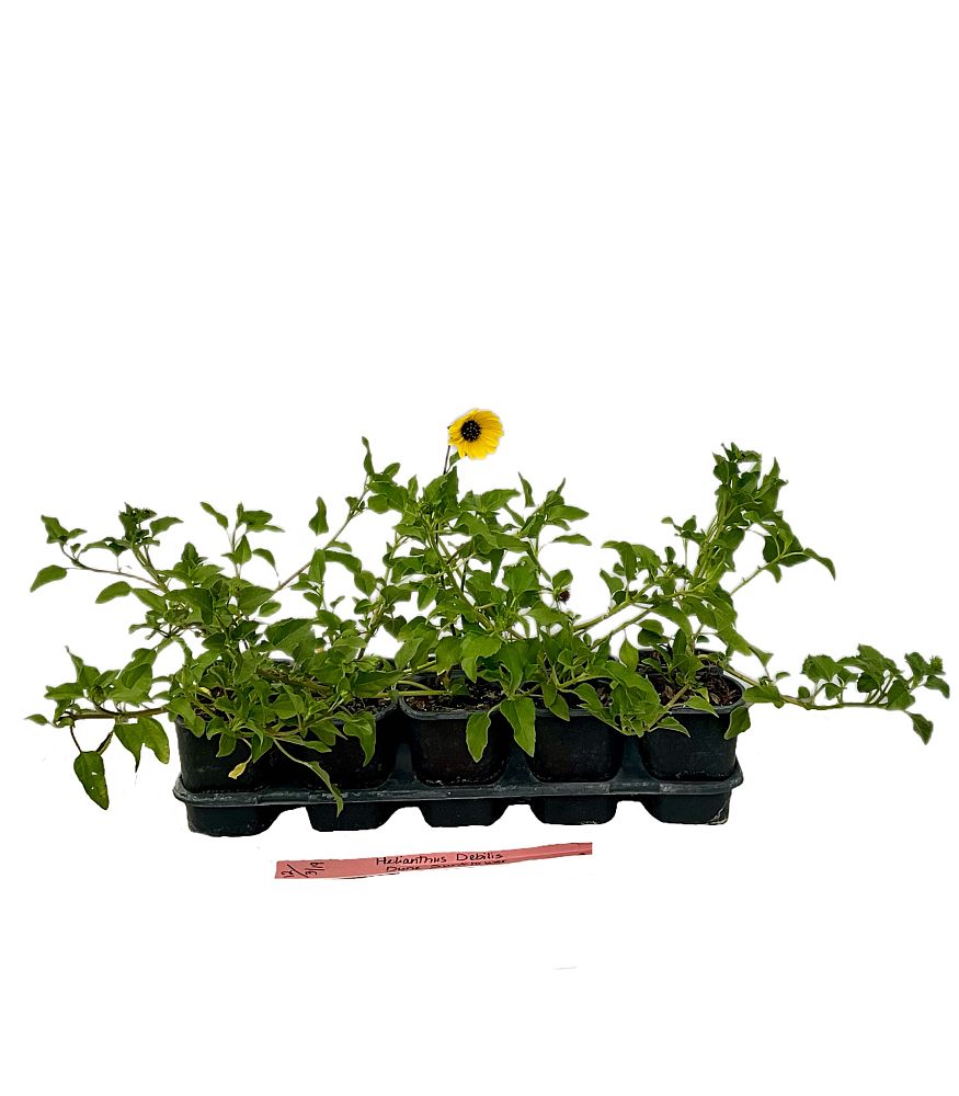 helianthus-debilis-dune-sunflower-beach-sunflower