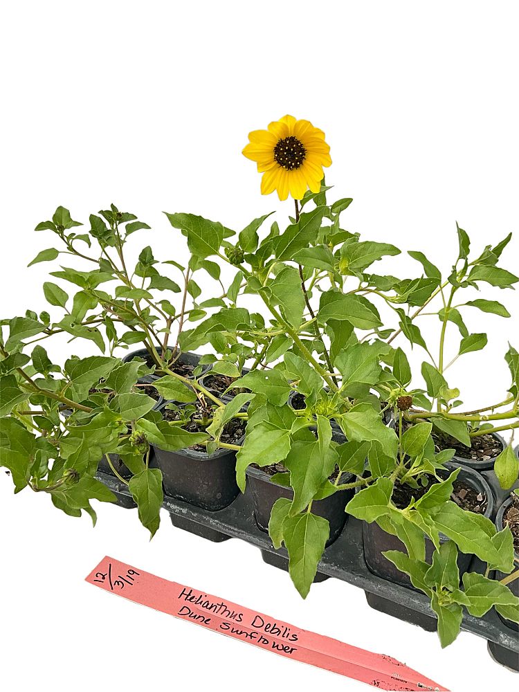 helianthus-debilis-dune-sunflower-beach-sunflower