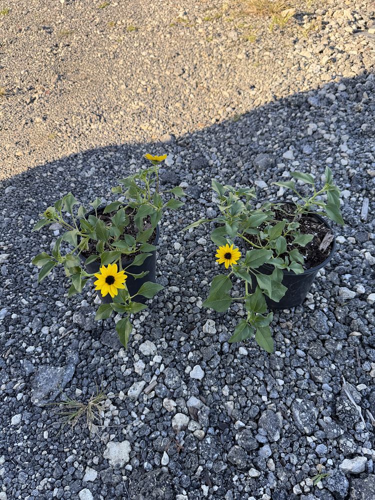 helianthus-debilis-dune-sunflower-beach-sunflower