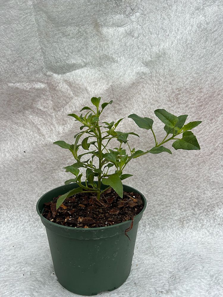 helianthus-debilis-vestitus-west-coast-dune-sunflower-beach-sunflower