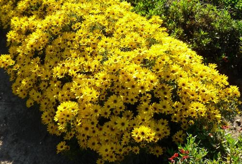 helianthus-salicifolius-autumn-gold