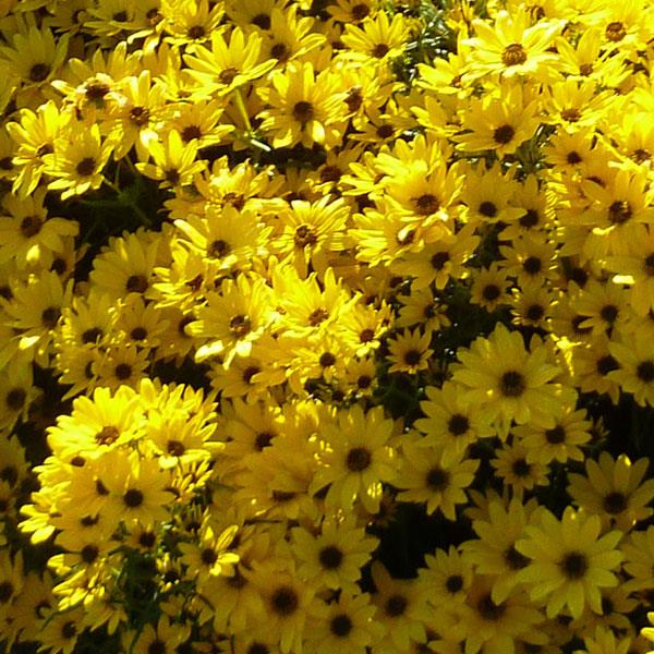 helianthus-salicifolius-autumn-gold