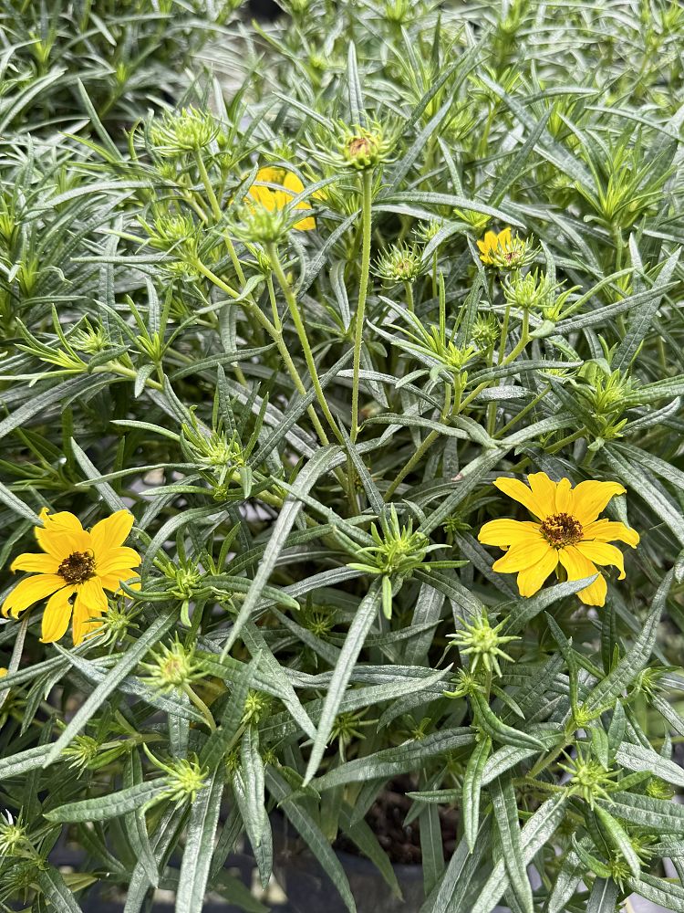 helianthus-salicifolius-autumn-gold