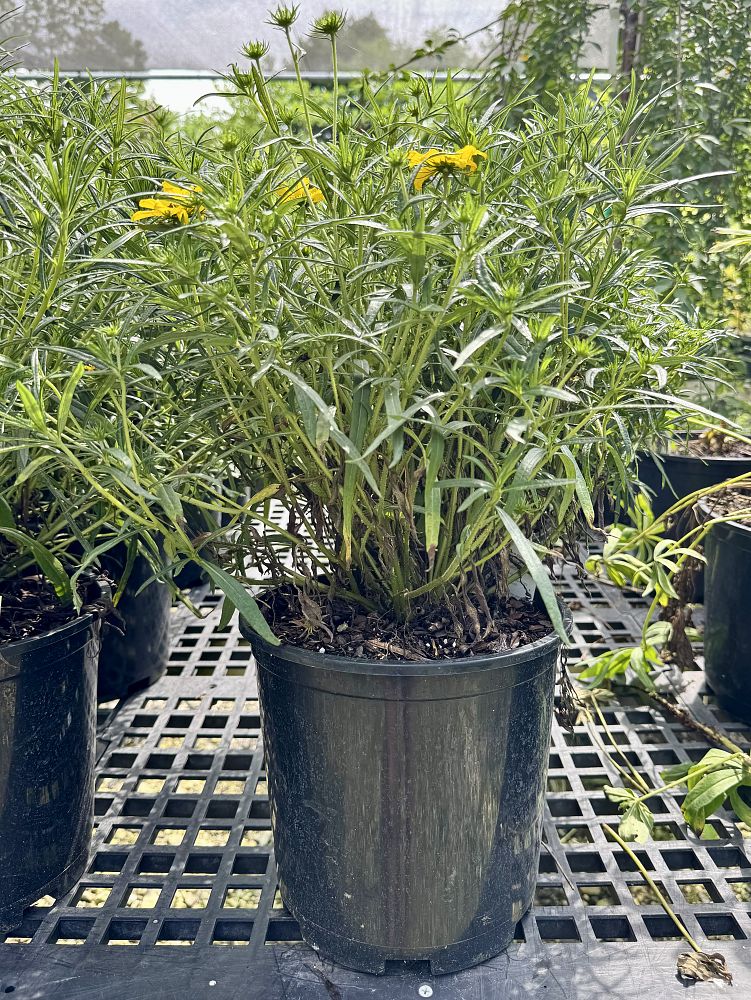 helianthus-salicifolius-autumn-gold
