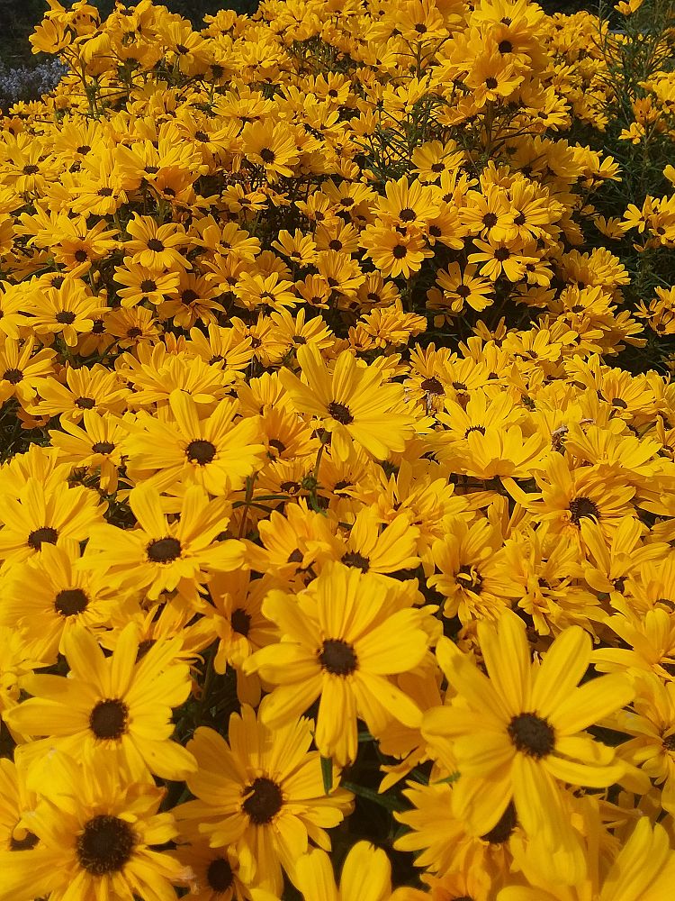 helianthus-salicifolius-table-mountain-dwarf-willow-leaved-sunflower