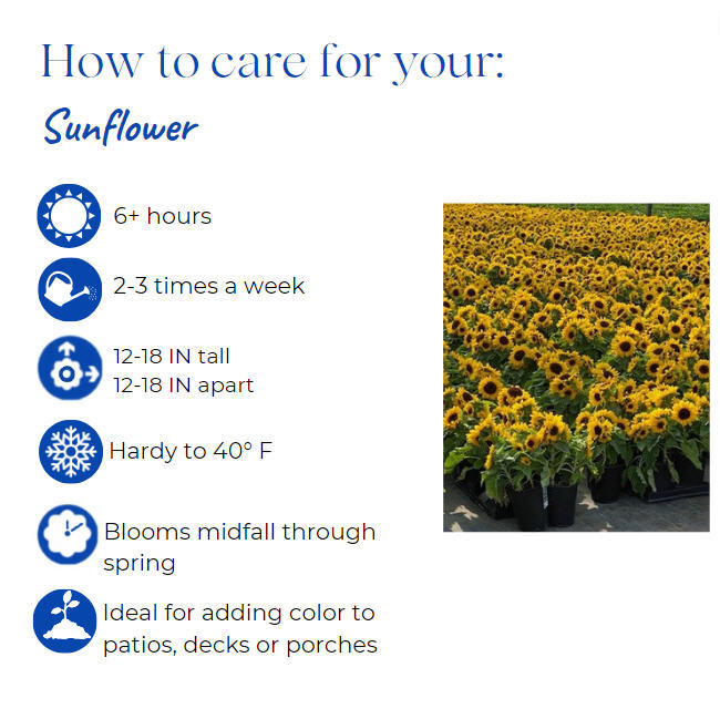 helianthus-sunflower