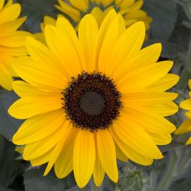 helianthus-sunflower
