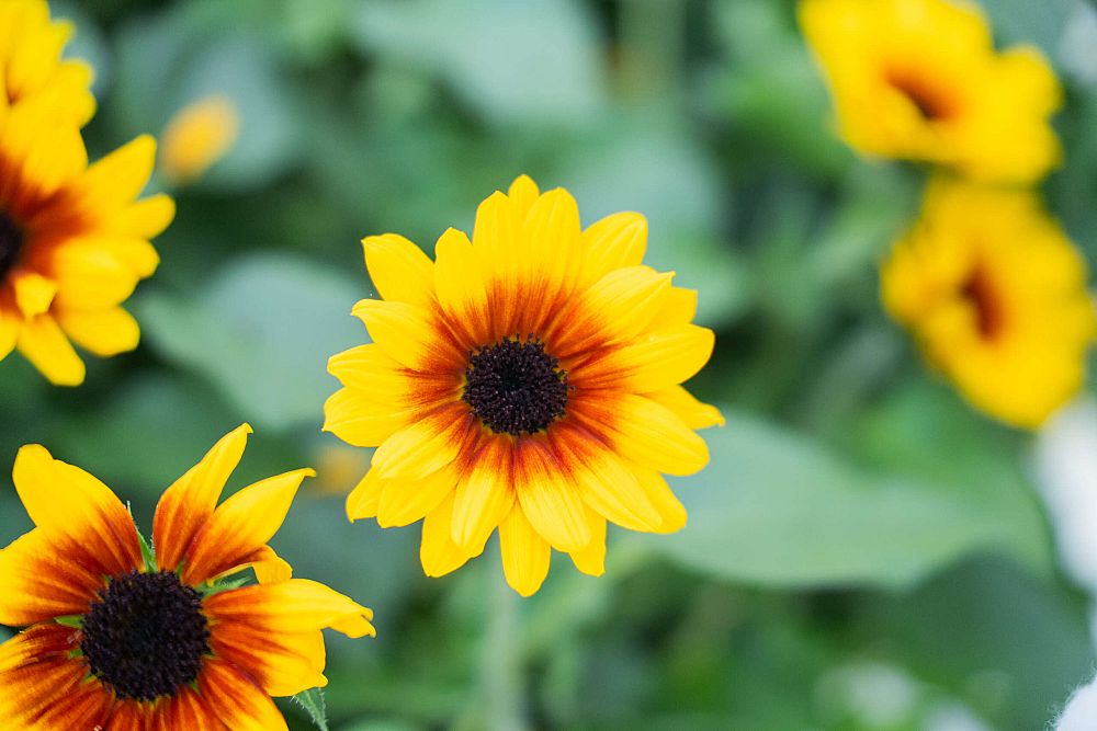 helianthus-sunflower