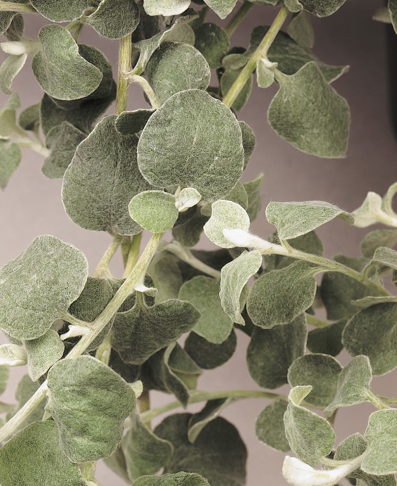 helichrysum-petiolare-silver-licorice-plant